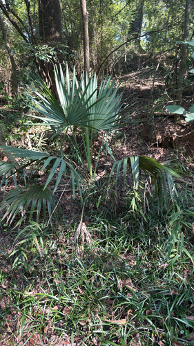 Dwarf Palmetto