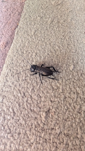European Field Cricket