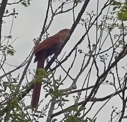 Common Squirrel-Cuckoo