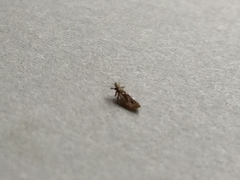 Pediculus humanus capitis