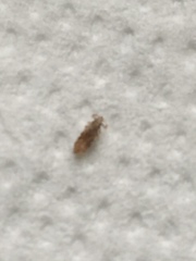 Pediculus humanus capitis
