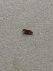 Pediculus humanus capitis