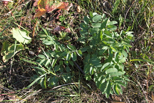 Great burnet