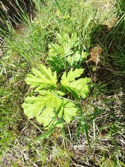 Heracleum mantegazzianum