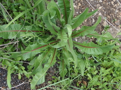 Cichorium intybus