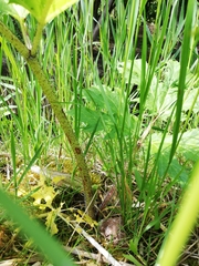 Heracleum mantegazzianum
