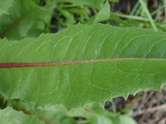 Cichorium intybus