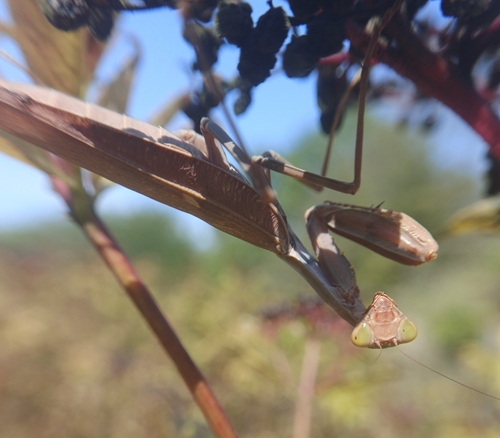 Transcaucasian Giant Mantis