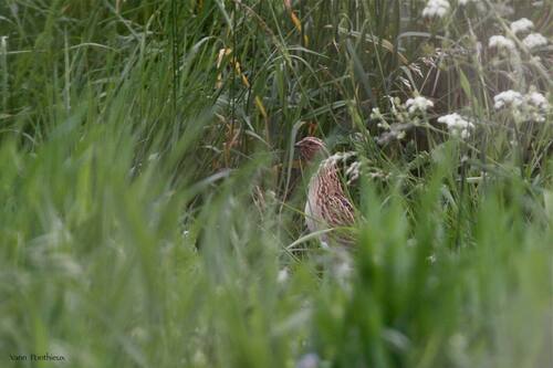 iNaturalist image