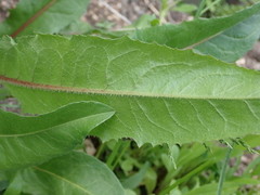Cichorium intybus