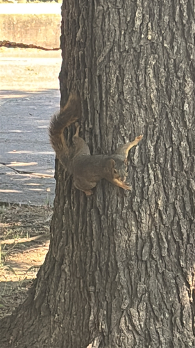 Eastern Fox Squirrel