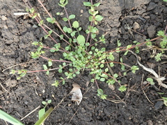 Stellaria media