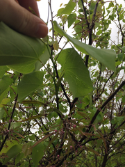 Cercis canadensis
