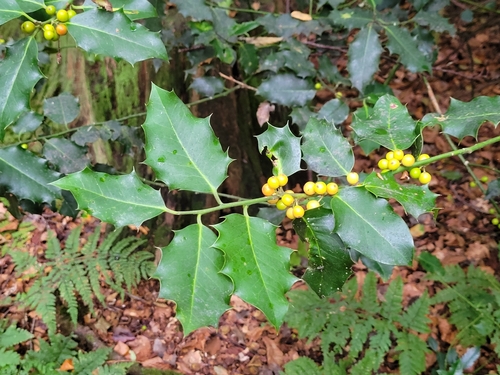European holly
