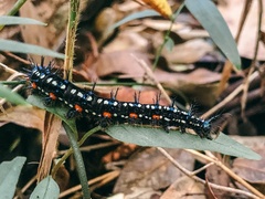 Doleschallia bisaltide australis