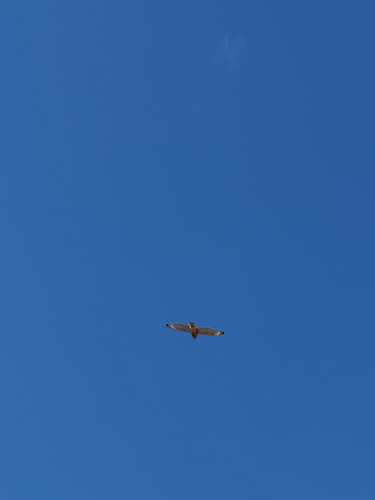 Red-shouldered Hawk