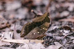 Doleschallia bisaltide australis