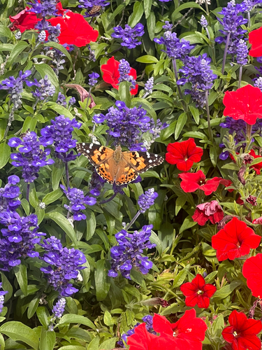 Painted Lady