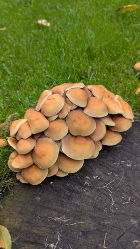 Sulphur Tuft