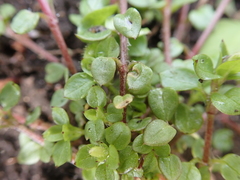 Stellaria media