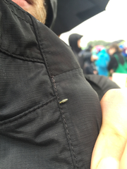 Diptera