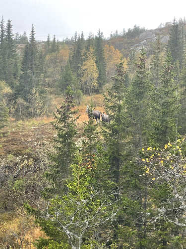 Moose