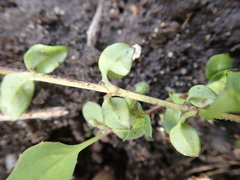 Stellaria media