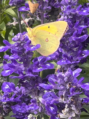 Orange Sulphur