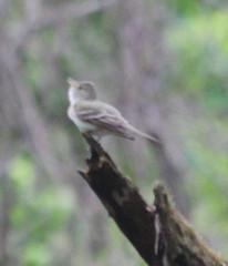 Empidonax virescens