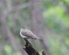 Empidonax virescens