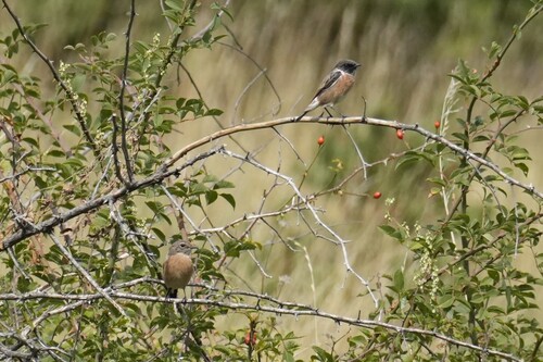 European Stonechat