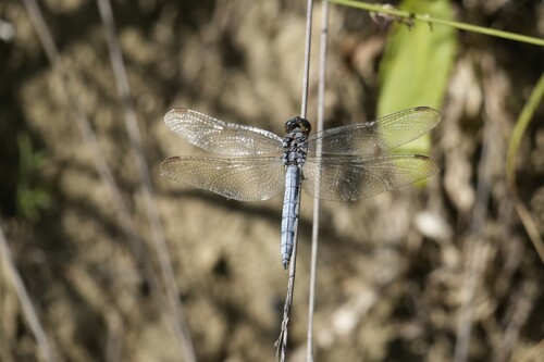 Keeled Skimmer