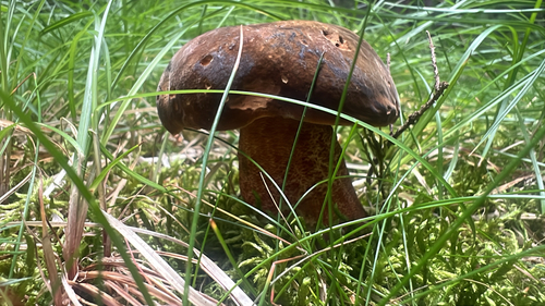 Dotted Stem Bolete