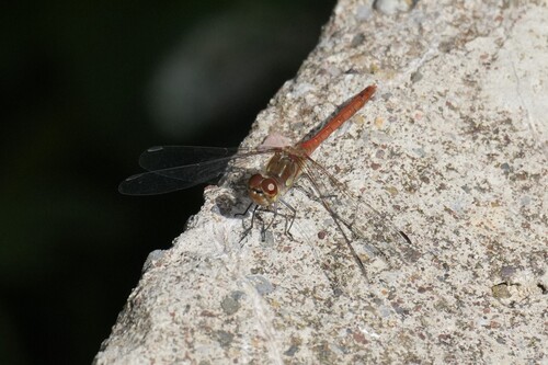 Common Darter