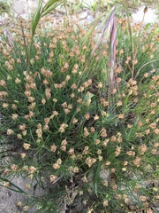 Plantago afra