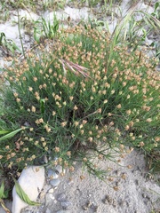 Plantago afra