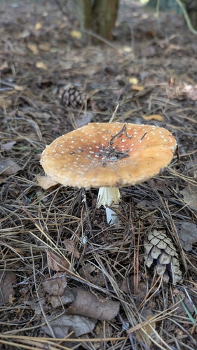Fly Agaric