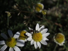 Chlorophorus trifasciatus