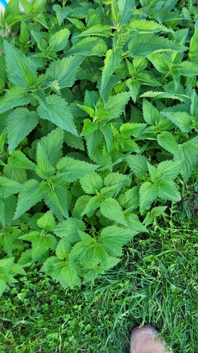 great stinging nettle