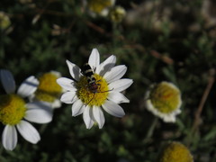 Chlorophorus trifasciatus