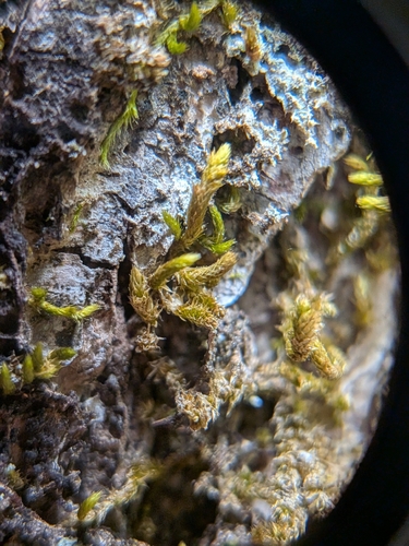 Forsstroemia trichomitria observed 2026-09-19