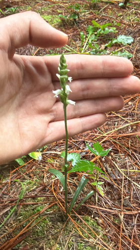 Oval Ladies' Tresses