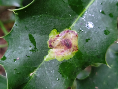 European Holly Leafminer
