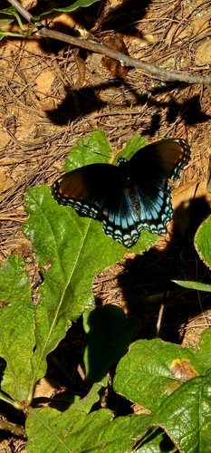 Red-spotted Admiral