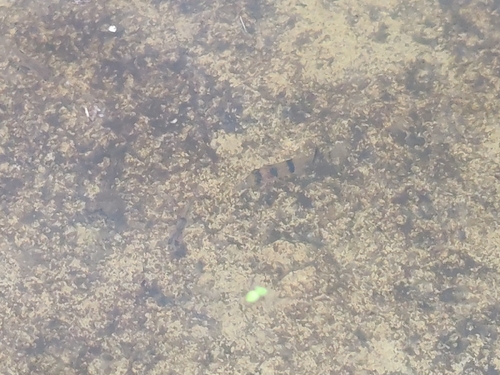 Hampala Barb