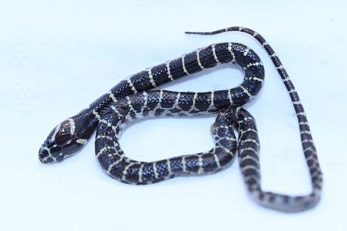 Big-tooth Snake