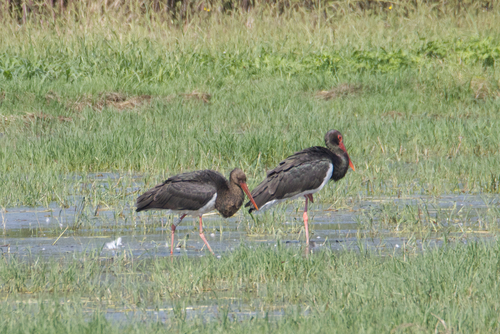 Black Stork