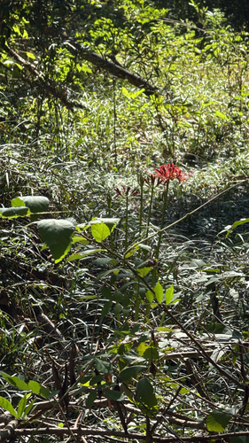 red spider lily