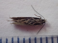 Aproaerema anthyllidella