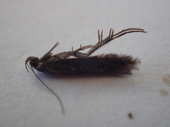 Aproaerema anthyllidella